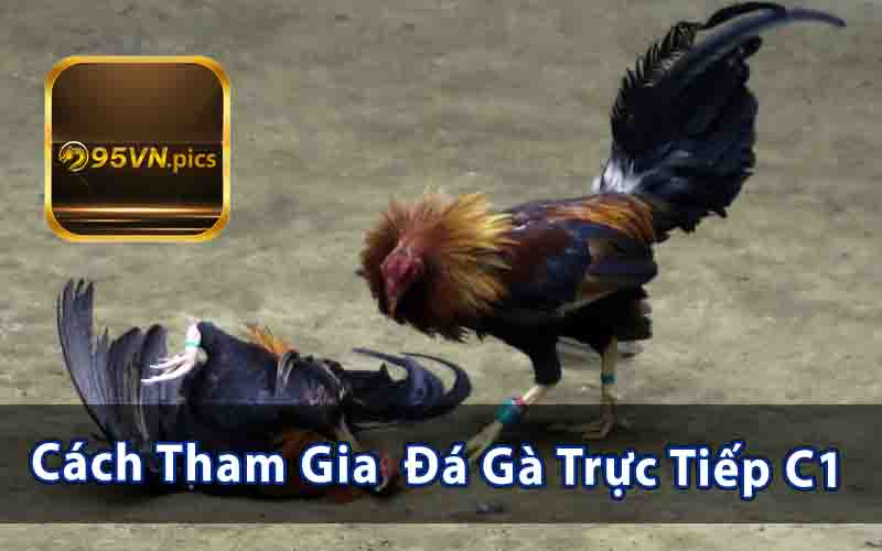 Đá Gà Trực Tiếp C1 Là Gì?